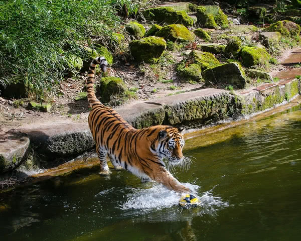 Tiergarten