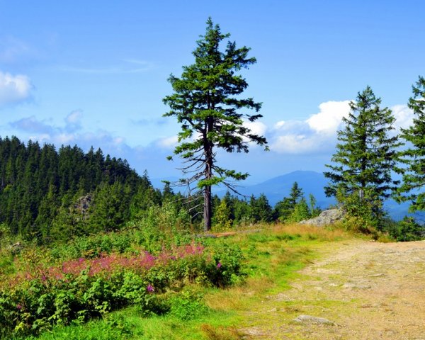 Feriendorf Sattelbogen - Wanderweg