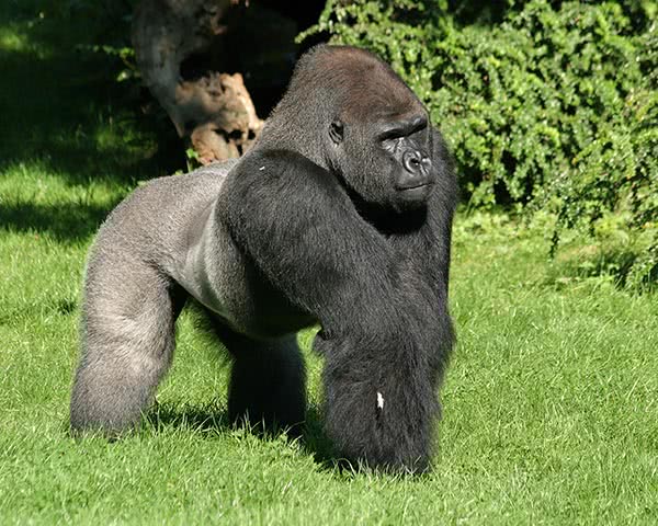 Gorilla Ivo im Berliner Zoo