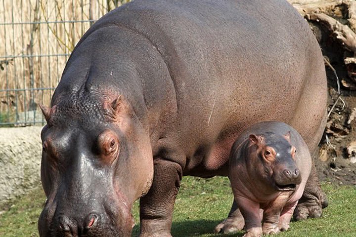 Ein Flusspferd im Berliner Zoo