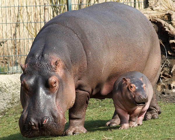 Ein Flusspferd im Berliner Zoo
