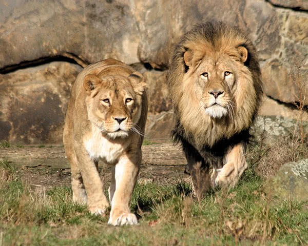 Löwen im Berliner Zoo