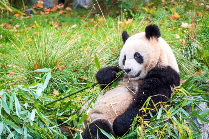 Berliner Zoo - Panda