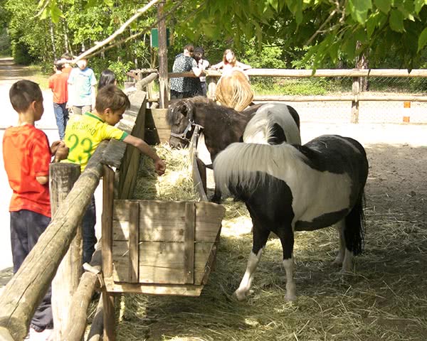 Schulfahrten KIEZ Frauensee- Kindertierpark