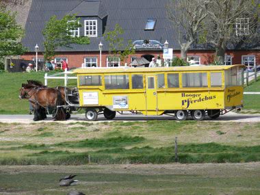 Klassenfahrt Hallig Hooge - Pferdebus
