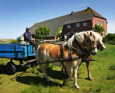 Schulreise Jugendherberge Langeoog: Pferdekutsche