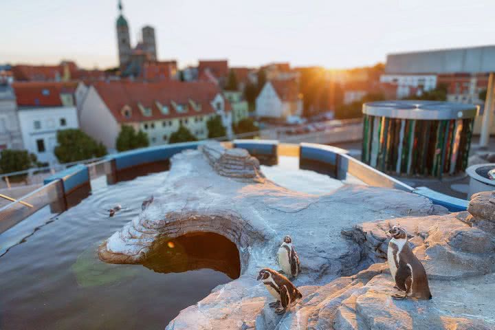 Pinguine auf der Dachterasse