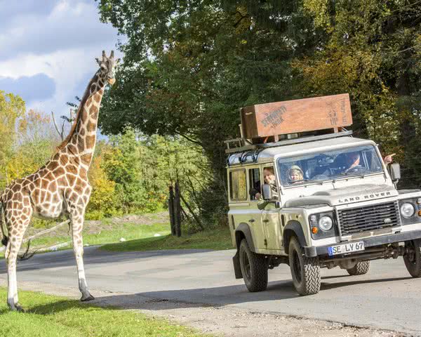 Giraffe und Auto © Serengeti-Park Hodenhagen Giraffe und Auto im Serengeti Park