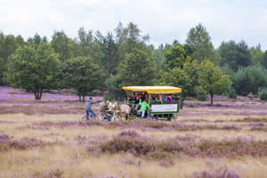 Kutschfahrt in der Heide