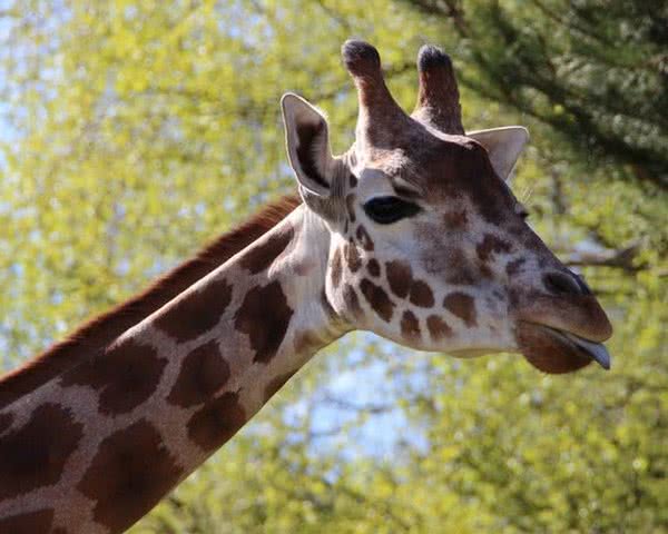 Serengeti Park Hodenhagen Serengeti Park Hodenhagen