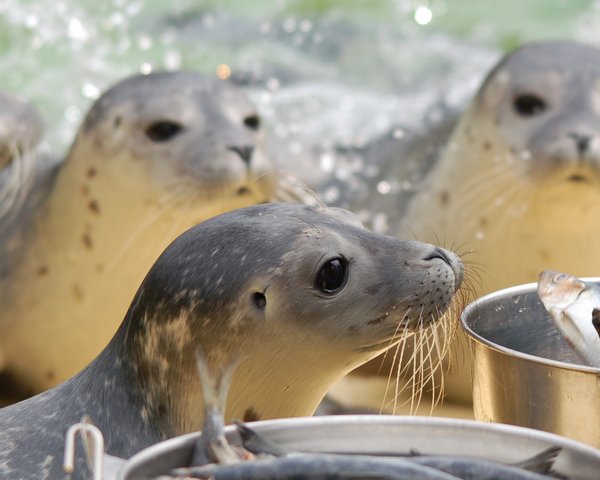 Seehundfütterung © Seehundstation