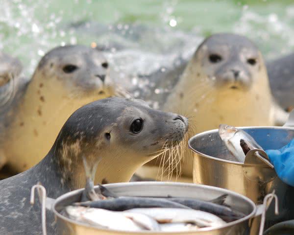 Seehunde bei der Fütterung Seehunde bei der Fütterung