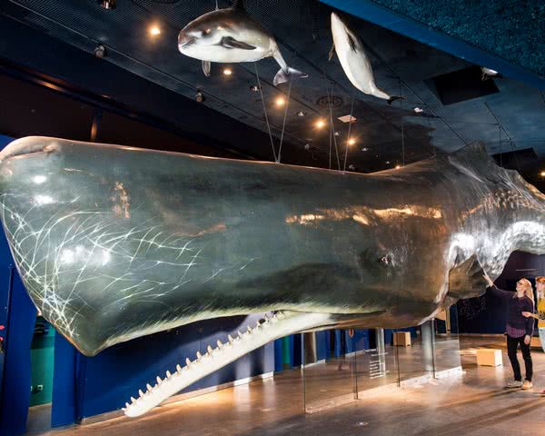 Pottwal © Andreas Birresborn/LKN.SH 