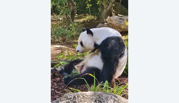 Ein Panda im Tiergarten Schönbrunn