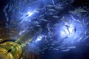 Unterwassertunnel im Oceanogràfic Valencia